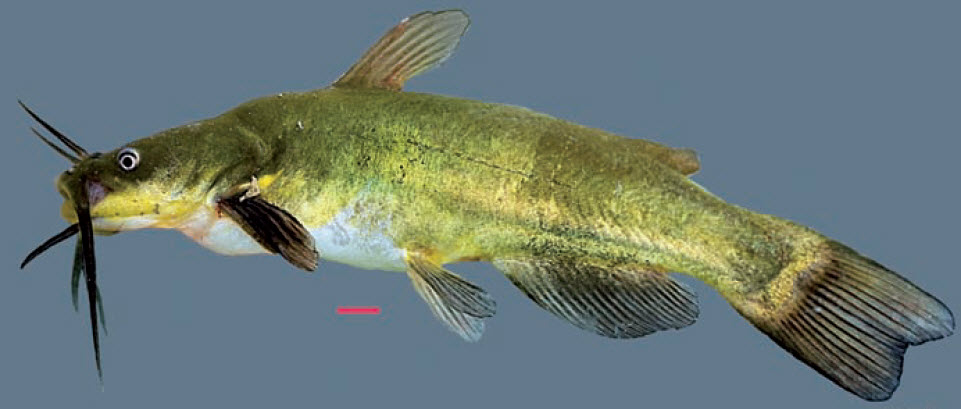 Ameiurus melas_02.jpg